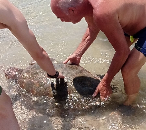 Πορτο Χελι: Μεγάλη θαλάσσια χελώνα ξεβράστηκε σε παράλια