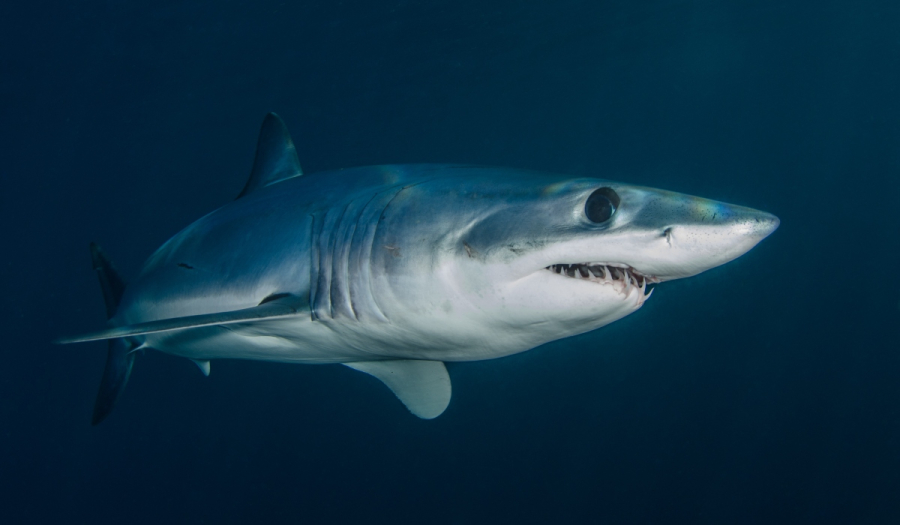 Καρχαρίες εθισμένοι στην κοκαΐνη στη Φλόριντα - Η περίεργη συμπεριφορά τους