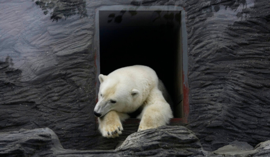 Δανία: Θάνατος πολικής αρκούδας από ηλεκτροπληξία σε ζωολογικό κήπο