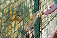 Αττικό Ζωολογικό Πάρκο: Σκότωσαν χιμπατζή που βγήκε από το κλουβί του