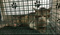 Κερατσίνι: Πυροβόλησαν γάτα με αεροβόλο - Τέταρτο περιστατικό κακοποίησης ζώου