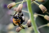 Ολλανδοί ερευνητές εκπαίδευσαν μέλισσες να «μυρίζουν» τον κορονοϊό