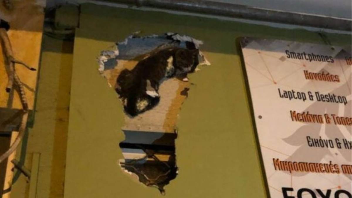 Θεσσαλονίκη: «Έχτισε» με γυψοσανίδα ζωντανή γάτα σε κατάστημα