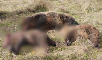 Κτηνωδία στην Καστοριά: Άγνωστοι δολοφόνησαν αρκούδα και τα αρκουδάκια της