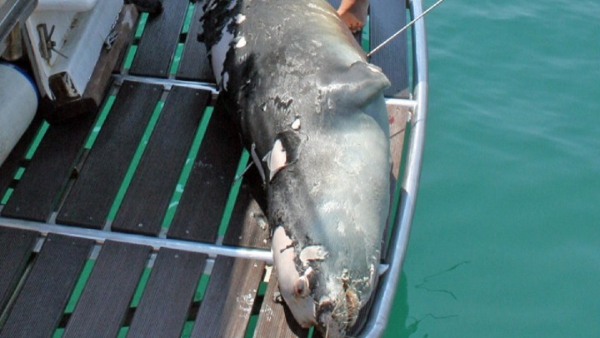 Αλόννησος: Δολοφονήθηκε η διάσημη φώκια «Κωστής»