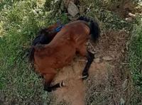 Τζια: Εικόνες ντροπής με το παστούρωμα αλόγου - Κρεμόταν εξαντλημένο σε πλαγιά