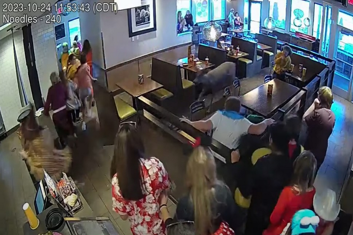 Η στιγμή που ελάφι μπαίνει σε εστιατόριο - Ο κόσμος αρχίζει να τρέχει (Βίντεο)