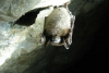 ΠΟΥ: Πρέπει να ερευνηθούν οι σπηλιές νυχτερίδων