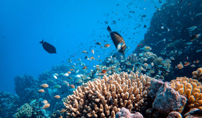 Μεσόγειος: SOS για τον «καύσωνα της θάλασσας» - Οι επιπτώσεις σε θαλάσσια και χερσαία ζωή