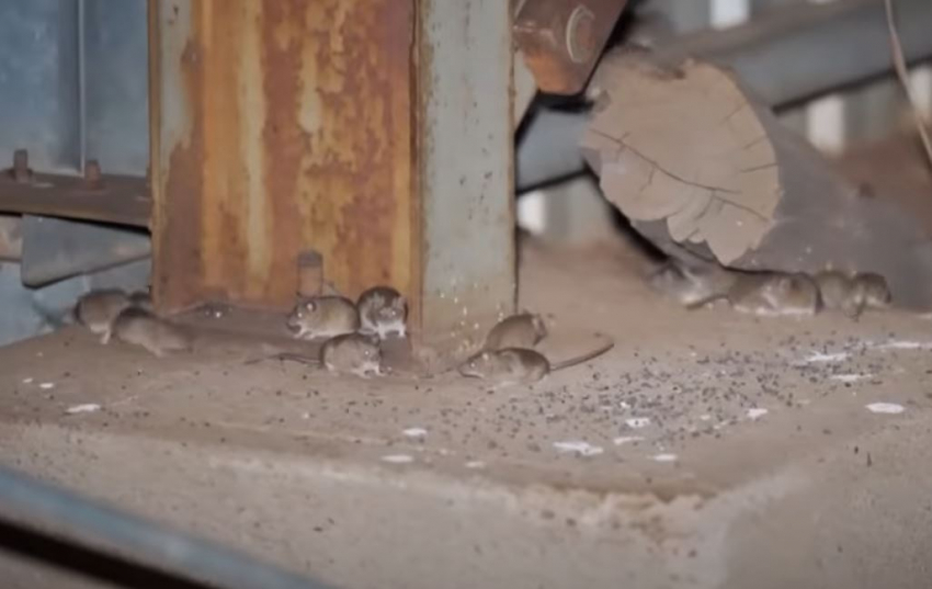 Αυστραλία: «Πανούκλα» από εκατομμύρια ποντίκια απειλεί σοδειές και οικονομία