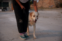 Κρήτη: Πυροβόλησαν και σκότωσαν σκύλο έξω από το σπίτι του