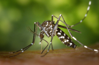 Κίνδυνος εξάπλωσης ασθενειών από τα κουνούπια στην Ευρώπη - «Καμπανάκι» ECDC