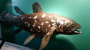 Μαδαγασκάρη: Βρέθηκε είδος προϊστορικού ψαριού 420 εκατ. ετών