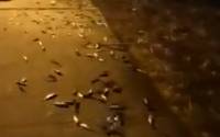 Πρέβεζα: Η στιγμή που εκατοντάδες ψάρια αρχίζουν να πετάγονται από τη θάλασσα στη στεριά