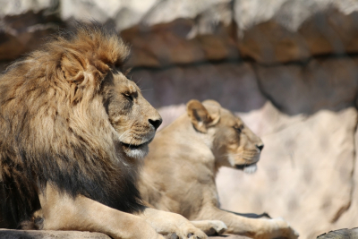 Λιοντάρι πέθανε από κορονοϊό σε ζωολογικό κήπο
