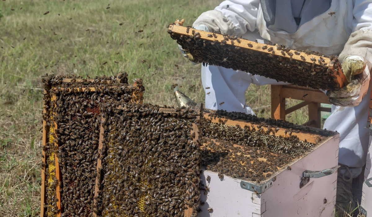 «Μέλι από την Κίνα με 1,5 ευρώ»: Έως 70% κάτω η φετινή παραγωγή