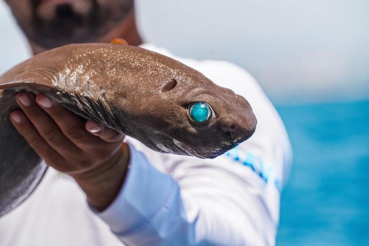 Τουρκία: Ψαράς έπιασε καρχαρία με σμαραγδένια μάτια (Εικόνες)