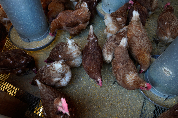 Συναγερμός στην Κίνα: Πρώτος θάνατος από την γρίπη των πτηνών Η3Ν8