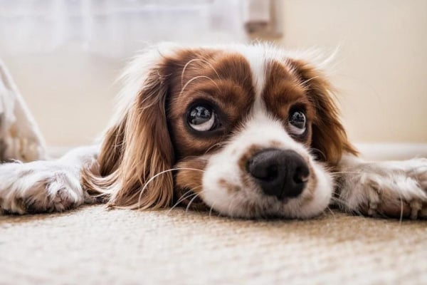 Ευλογιά των πιθήκων: Ο ΠΟΥ ανακοίνωσε το πρώτο κρούσμα σε σκύλο - Κόλλησε από τον ιδιοκτήτη του