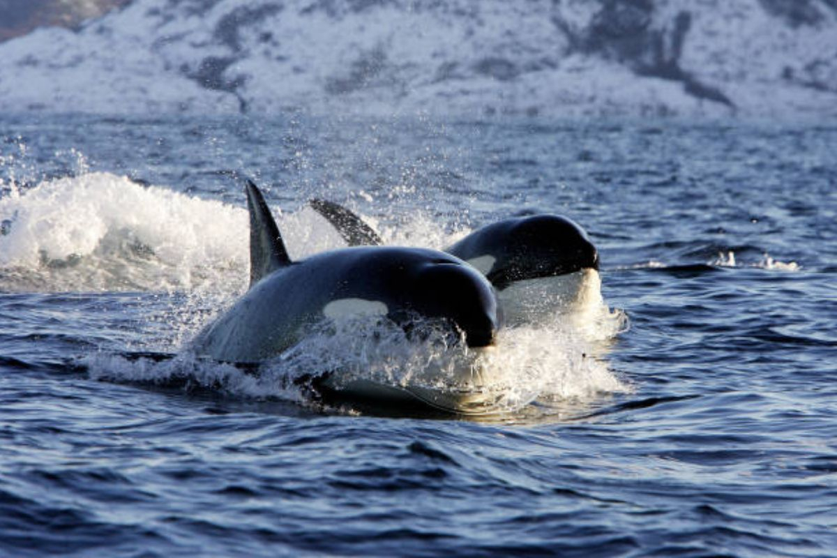 Φάλαινες δολοφόνοι κατασπαράζουν λευκό καρχαρία (Βίντεο)