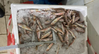 Θεσσαλονίκη: Κατασχέθηκαν 621 κιλά ψαριών στην ιχθυόσκαλα της Νέας Μηχανιώνας
