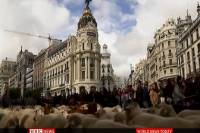 Χιλιάδες πρόβατα έκαναν πορεία στο κέντρο της Μαδρίτης
