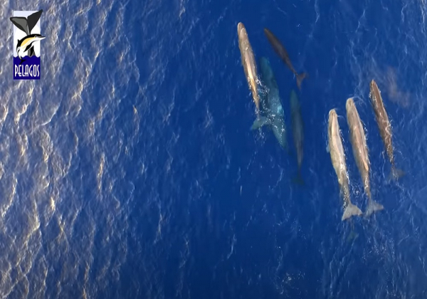 Ιόνιο Πέλαγος: Η στιγμή που φάλαινα θηλάζει το μικρό της - Μαγικές εικόνες από drone στη θάλασσα  
