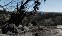 Φωτιά στην Κεφαλονιά: Κάηκαν περίπου 6.000 στρέμματα