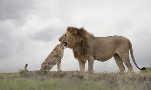 Τεστ παρατηρητικότητας: Η στιγμή που ένα λιοντάρι φαίνεται να κατασπαράζει μια τσίτα