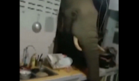 Ελέφαντας γκρεμίζει τοίχο σπιτιού και ψάχνει τροφή στα συρτάρια (Βίντεο)
