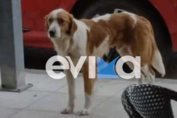 Αποτροπιασμός στην Εύβοια: Πυροβόλησαν το σκυλάκι - μασκότ της Κύμης