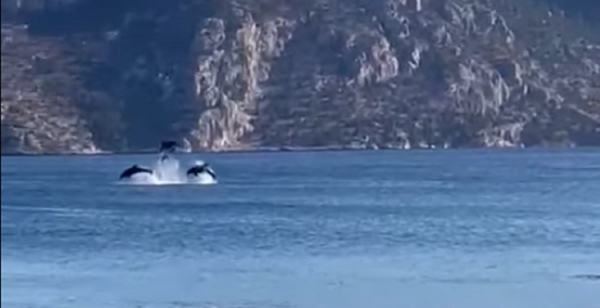 Φωκίδα: Εκπληκτικό θέαμα από δελφίνια μπροστά σε λουόμενους (Βίντεο)