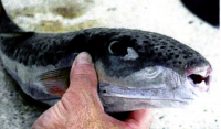 Αυτά είναι τα 4 «φονικά» ψάρια στις ελληνικές θάλασσες