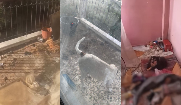 Θεσσαλονίκη: Χειροπέδες σε 38χρονο που είχε τα σκυλιά του σε άθλιες συνθήκες