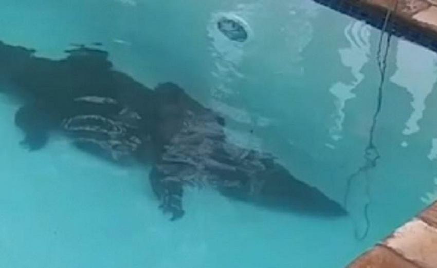 Ζευγάρι βρήκε κροκόδειλο στον πάτο της πισίνας του