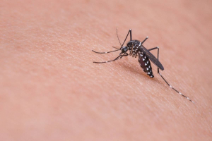 Κουνούπια και κλιματική αλλαγή οδηγούν σε δυσοίωνες προβλέψεις