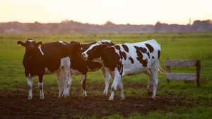 Ουρητήρια για... αγελάδες, για να περιοριστεί το φαινόμενο του θερμοκηπίου