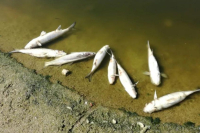 Θλιβερό σκηνικό στην Κρήτη: Γέμισαν νεκρά ψάρια οι εκβολές του Αποσελέμη (εικόνες)