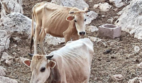 Καταγγελία για υποσιτισμένες αγελάδες σε Θεσπρωτία - Εικόνες σοκ