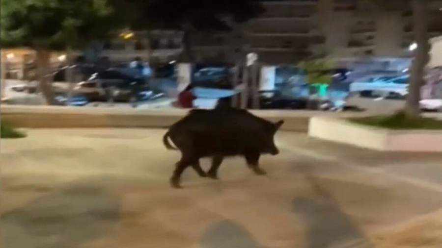 Αγριογούρουνο βγήκε βόλτα σε πάρκο της Θεσσαλονίκης - Άφωνοι οι περαστικοί (βίντεο)