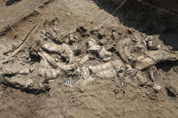 Κρέας ιπποπόταμου ο «μεζές» των πρώτων ανθρώπων - Νέα ανακάλυψη αρχαιολόγων