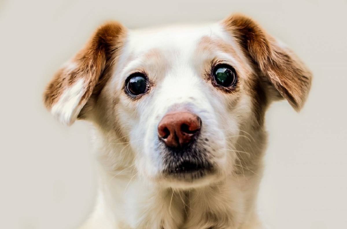 Ρωσία: Ηρωική σκυλίτσα έσωσε τέσσερις ασθενείς από πυρκαγιά σε κέντρο περίθαλψης