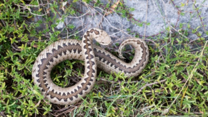 Βόλος: Φίδι δύο μέτρων αναστάτωσε ολόκληρη γειτονιά  