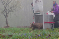 Ο Θωμάς, το viral αρκουδάκι, επέστρεψε στη φύση - Το βίντεο του Αρκτούρου