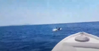 Μεσσηνία: Δελφίνια συνοδεύουν βάρκα μέχρι τη Νήσο Πρώτη