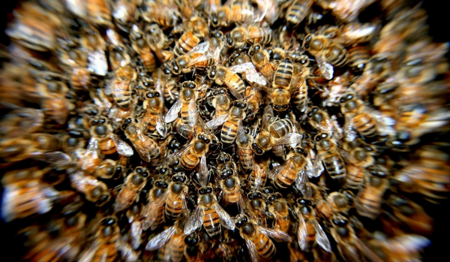 ΗΠΑ: Τον τσίμπησαν 20.000 μέλισσες «δολοφόνοι» - Σε κώμα ο νεαρός