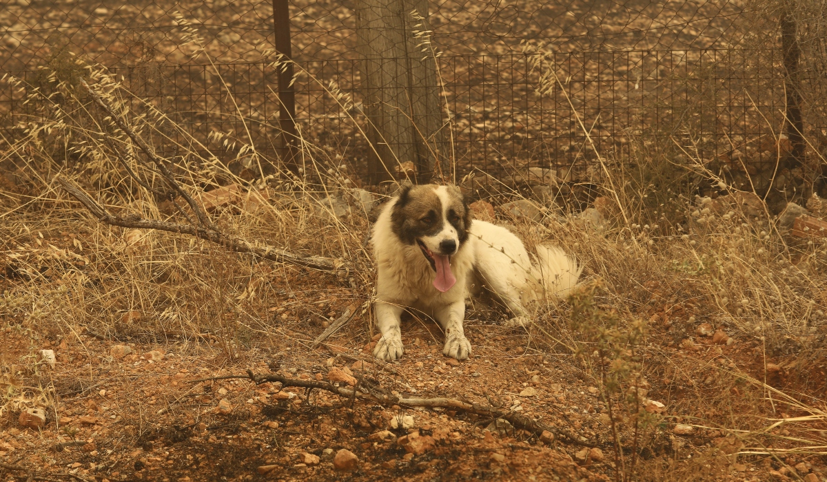 Φρίκη με απανθρακωμένα κατοικίδια - Μάχη της ΕΠΑΖ για να σωθούν γατάκια και σκυλιά από τις φωτιές
