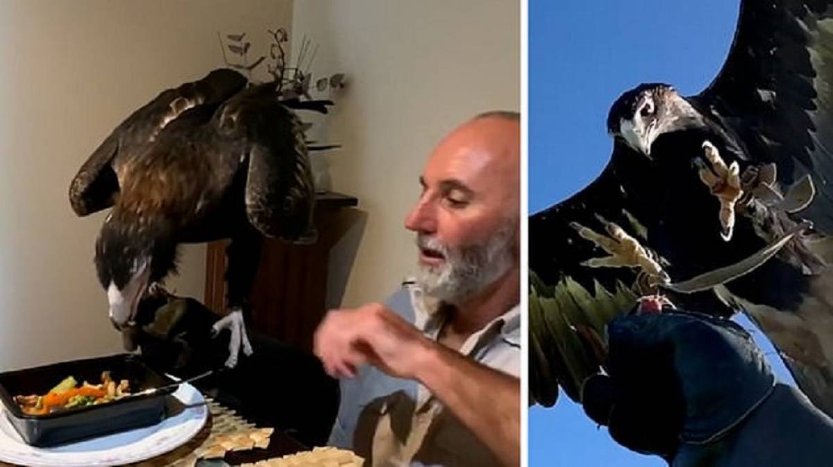 Αυτός ο αετός έχει Instagram και αποθεώνεται για τα εντυπωσιακά του κόλπα