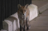Θεσσαλονίκη: Αλεπού έκανε βόλτα σε κατοικημένη περιοχή (Bίντεο)