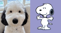 Ο αξιολάτρευτος σκύλος που είναι ίδιος ο Snoopy (Εικόνες)